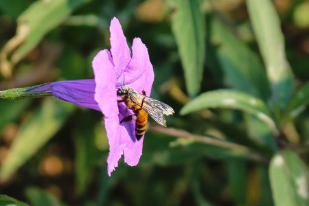 A bee collecting honey on pink flowerの写真素材