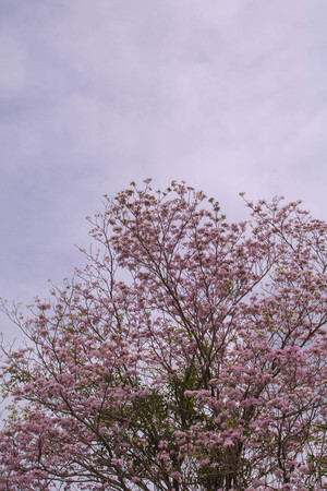 A blossom tree