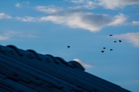Group of birds flying over a roof