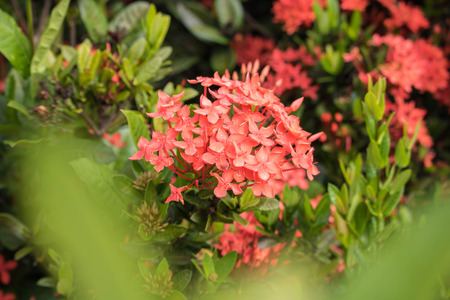 Red Ixora in a gardenの写真素材