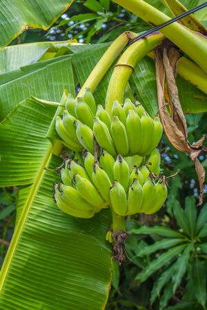 Green raw bananas on banana treeの写真素材