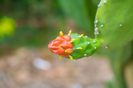 Red cactus flower with blurred backgroundの写真素材