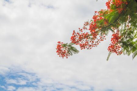 Red flame tree flowers with white clouds and blue skyの写真素材