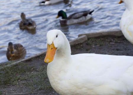 close-up of a white duck with other ducks in the background