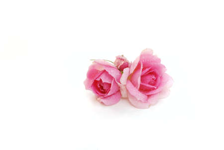Two pink roses isolated on white with dropsの写真素材