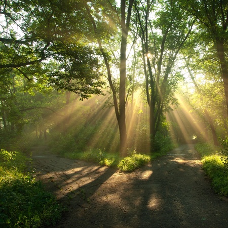 Sun rays shining through branches of trees