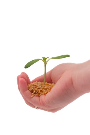Young sprout in the hand, isolated on a white backgroundの写真素材