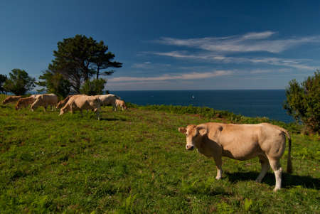 Cows on a meadow near the seaの写真素材