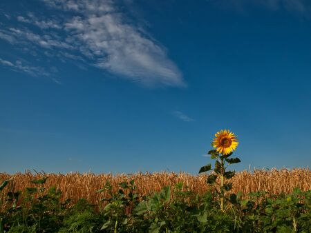 Field of wheat with a lonely sunflower and skyの写真素材
