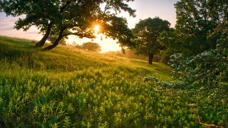 Morning in the forest, through a tree the sun shines