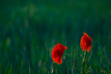 Two picturesque poppies, against a green fieldの写真素材
