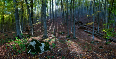 Landscape in beautiful forest with sun rays