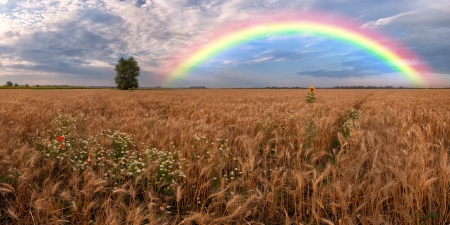 Panorama of a big summer field on morning with clouds in the sky on backgroundの写真素材
