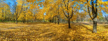 Panorama of the big maple alleys strewn with yellow leaves, autumn landscapeの写真素材