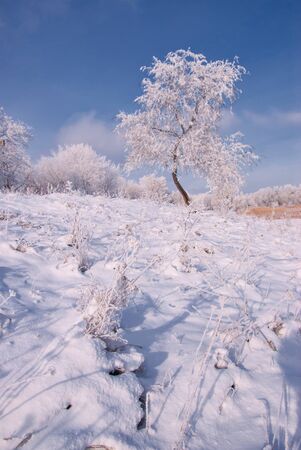 Winter landscape with tree in snow and clouds in the skyの写真素材