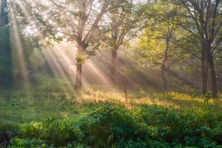 The bright sun rays shining through branches of trees, wood landscapeの写真素材