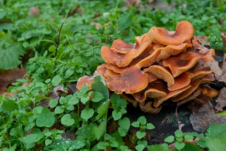 Mushroom a honey agaric on stub in a forest