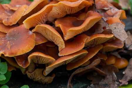Close up mushroom a honey agaric on stub in a forest