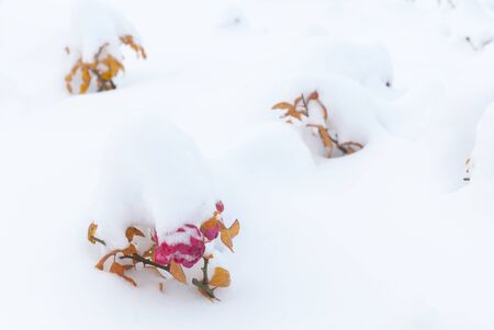 The frozen flowers of the roses which have been filled up with snow, winter outdoorの写真素材