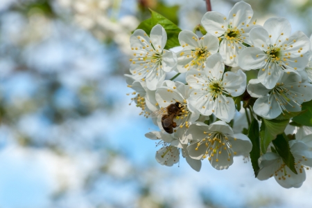 Branch of a blossoming cherry on blue sky background with bee on flower, selective focusの写真素材