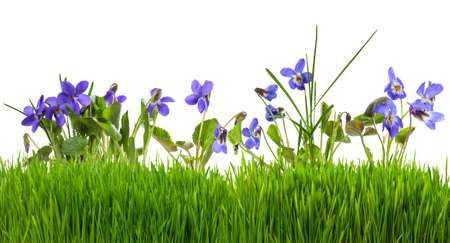 Wood violets flowers in grass isolated on a white backgroundの写真素材