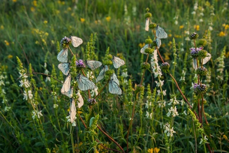 Spring meadow with flower and butterfly, sunrise landscapeの写真素材