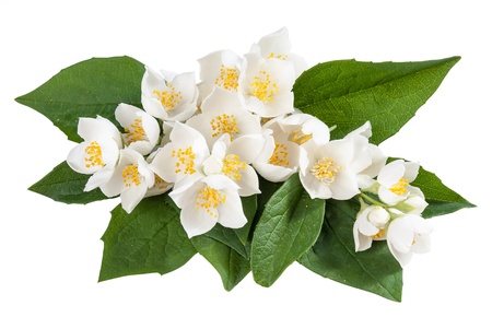 Jasmine flowers with leaves isolated on white backgroundの写真素材