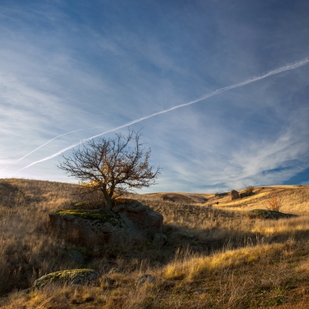Steppe landscape with a feather grass and tree, majestic skyの写真素材