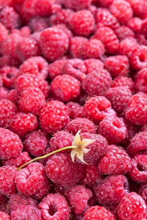 Freshly picked ripe red raspberries, selective focus
