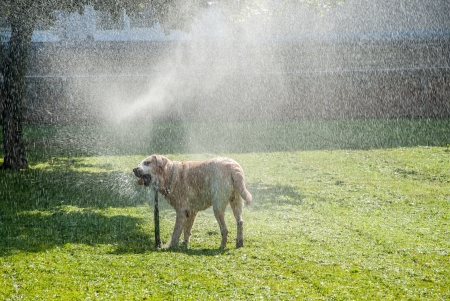 Happy dog play in the meadow with a watering fountainの写真素材