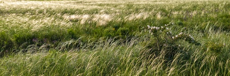 Panorama of large meadow with a feather grass and wild rose bush