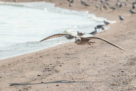 Seagull flying above the sandy sea coast