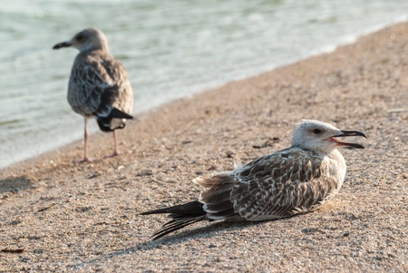 Seagulls on the sandy sea coast