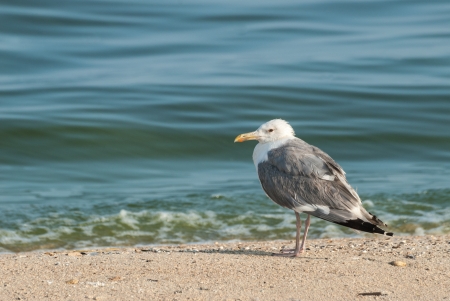 Seagulls on the sandy sea coastの写真素材