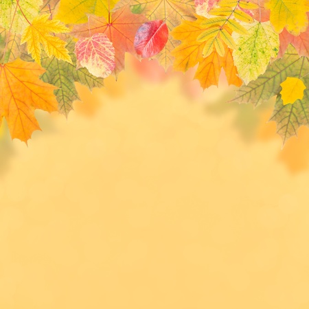 Autumn wallpaper with bright leaves for design, foliage background