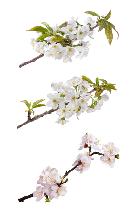 Branch with flowers of an apricot and cherry isolated on white backgroundの写真素材