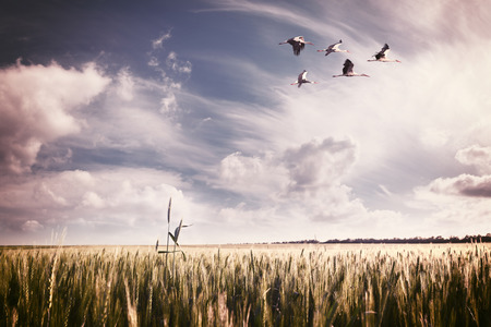 Vintage landscape a summer wheat field with a flock of storksの写真素材