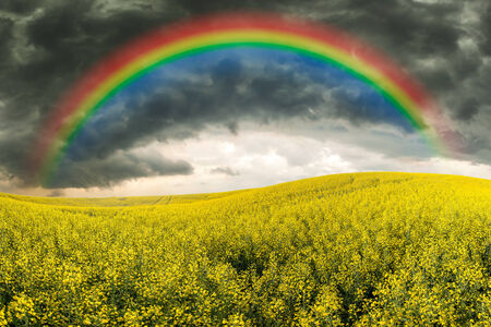 Rapeseed field, stormy sky and rainbowの写真素材