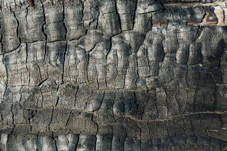 Texture of burnt wood