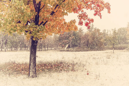 Heavy snow fall and yellow autumn trees, vintage landscapeの写真素材