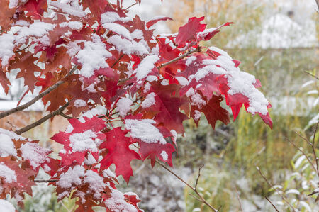 The first snowfall in late autumn; yellow and red leaves in the snow