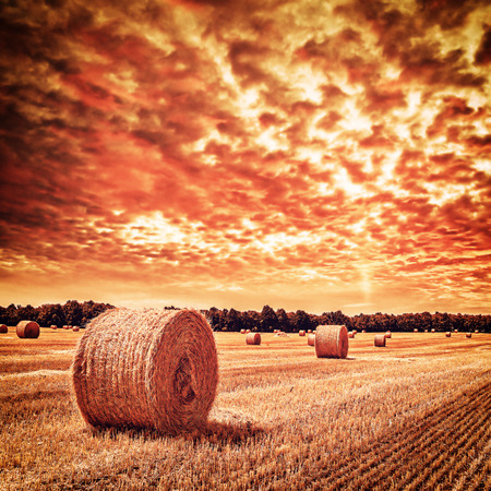 Vintage sloping wheat field with haystacks on sunsetの写真素材