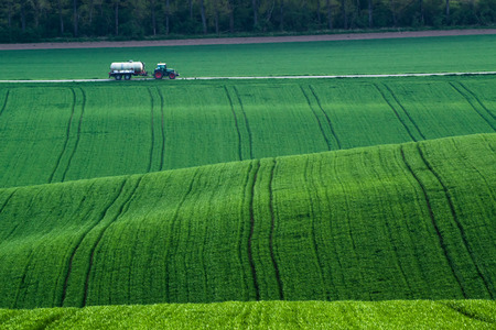 Tractor driven fertilizer on a background of green fields of young wheatの写真素材