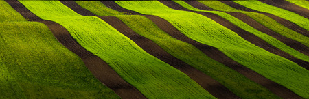 Green field young wheat on spring, nature backgroundの写真素材