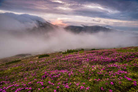 Amazing landscape with flowers in mountain and majestic skyの写真素材
