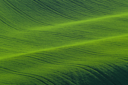 Green hills of young wheat, agricultural landscapeの写真素材