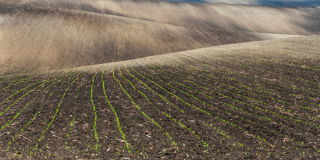Young sprouts on spring field, agricultural landscape