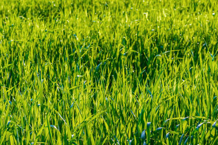 Soft background with dew on grass, selective focusの写真素材
