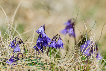 Beautiful blue flowers in the grass, selective focusの写真素材