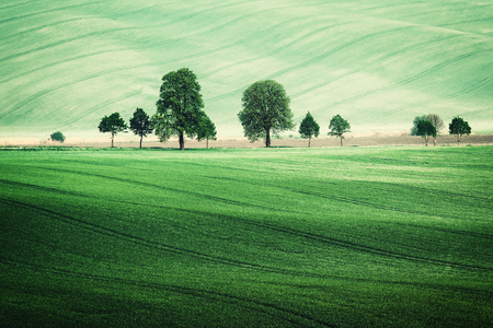 Summer rural landscape with green fields and trees, vintage pictureの写真素材